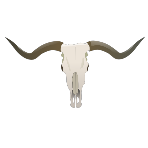 Longhorn skull vector image