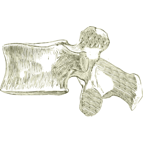 Lumbar bones