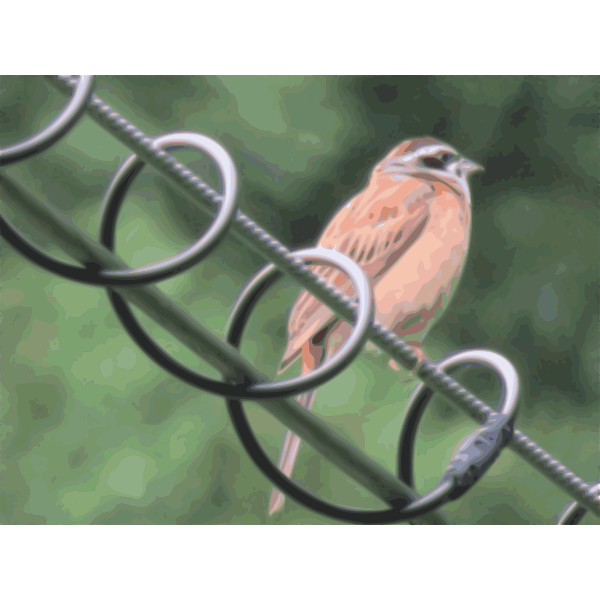 meadow bunting