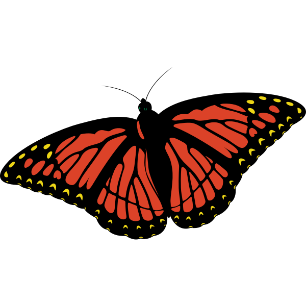 Monarch butterfly