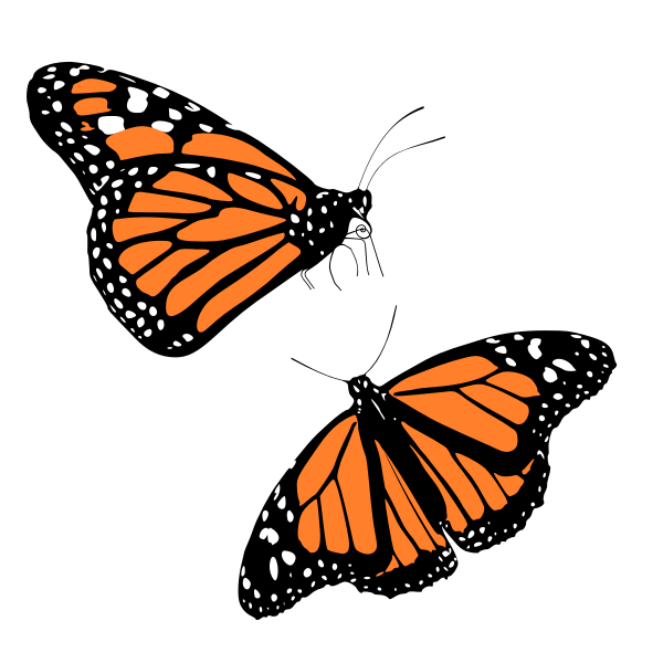 Vector clip art of black and orange butterflies