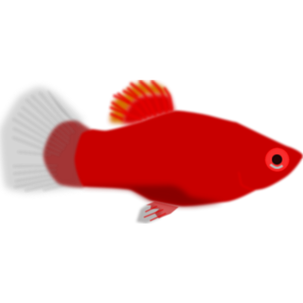 Aquarium fish - Xiphophorus maculatus