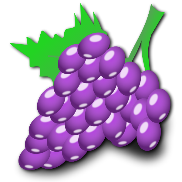 Vector illustration of grapes