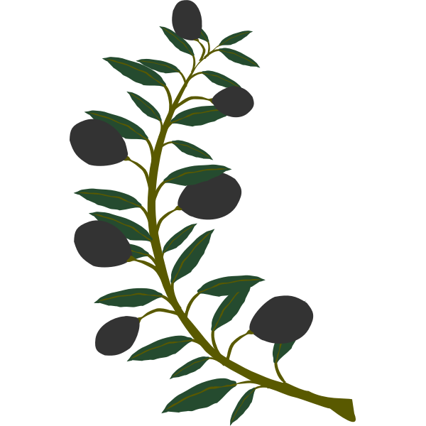 Olive branch with black olives