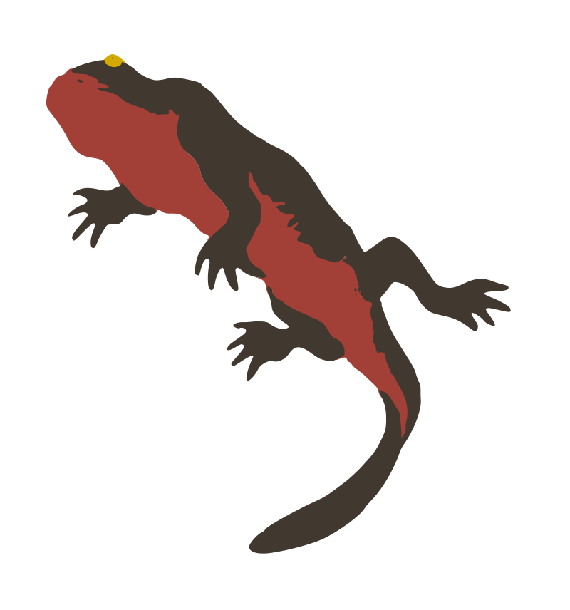 Japanese Fire-bellied Newt