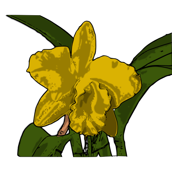 orquÃ­dea