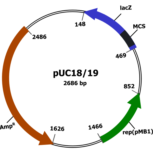 Plasmid vector