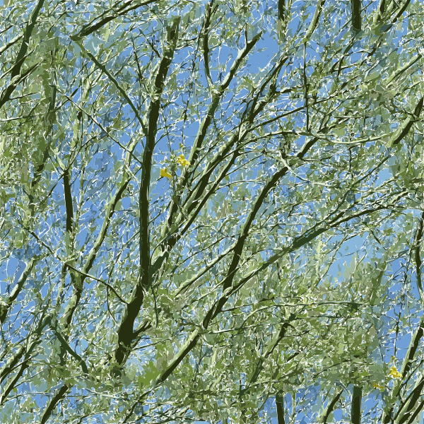 palo verde tucson 2015082838