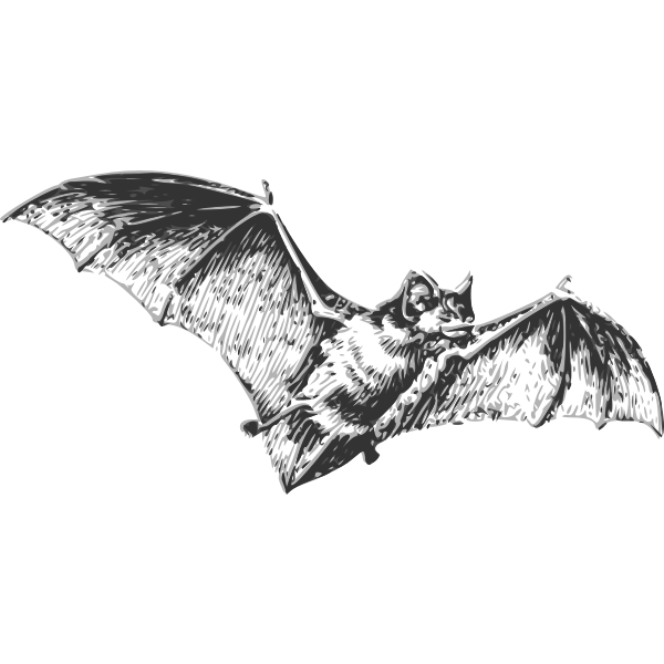 bat