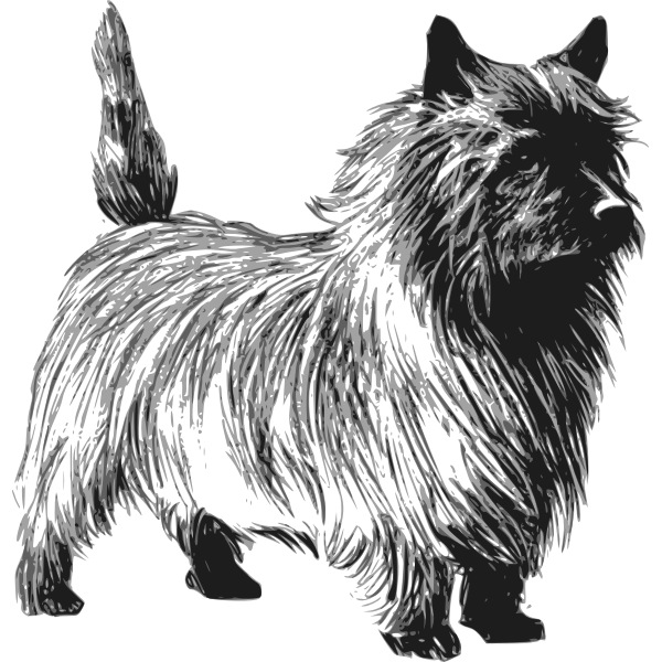 Cairn terrier vector drawing