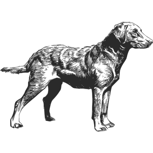 Chesapeake Bay Retriever vector drawing