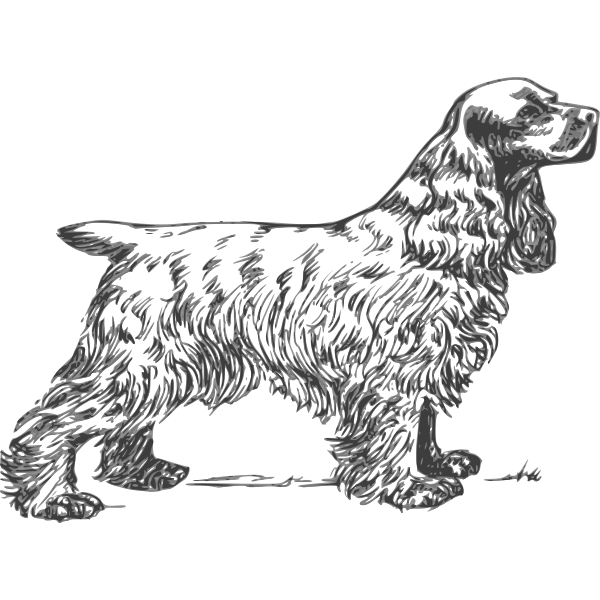 Cocker Spaniel grayscale vector drawing