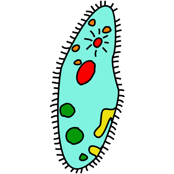 paramecium