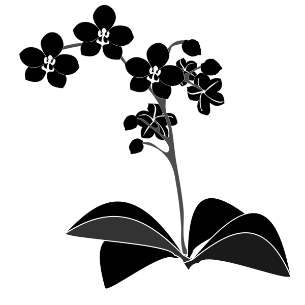 Phalaenopsis - Silueta