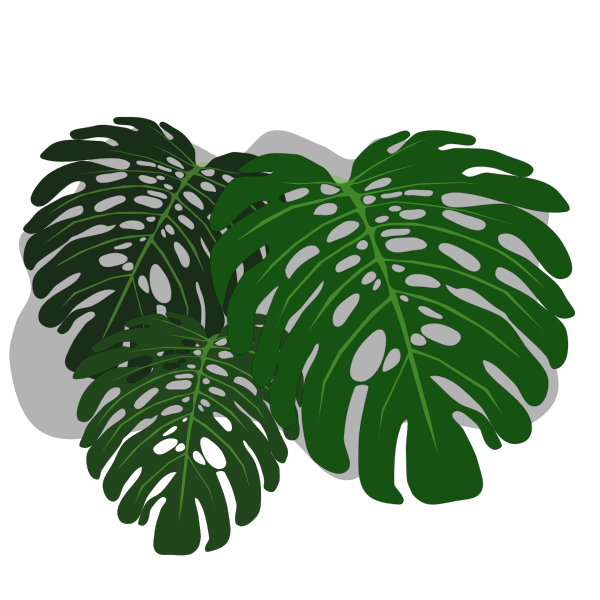 Monstera