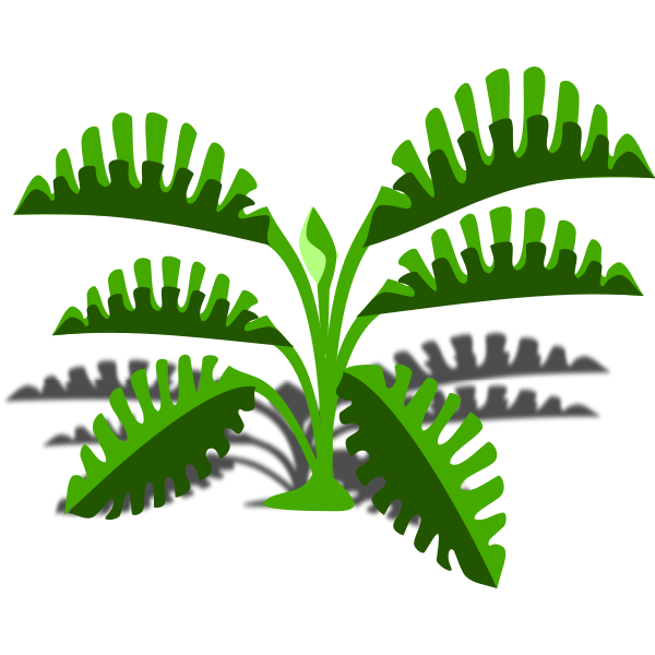 Philodendron