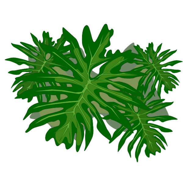 Philodendron plant