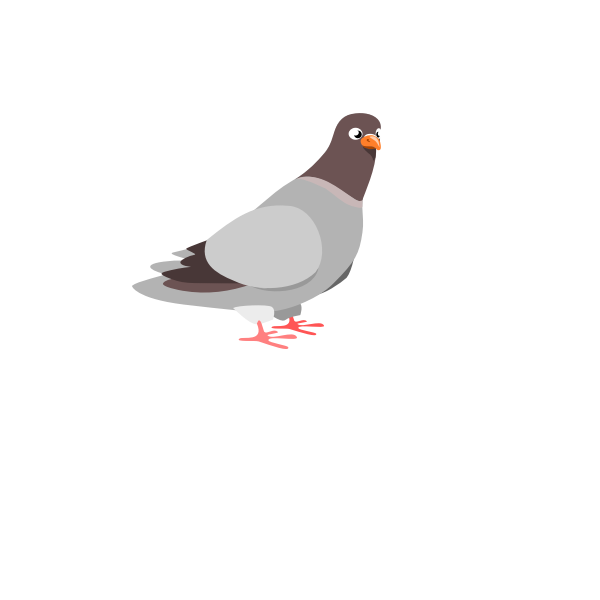 Pigeon