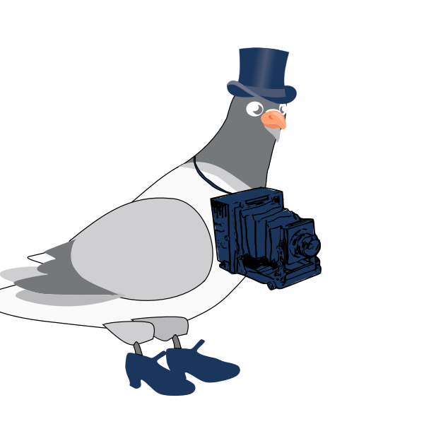 Vector graphics of pigeon with camera