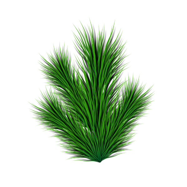 Pine branch vector image