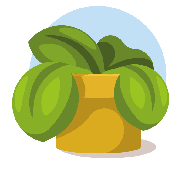 Potted plant with big green leaves