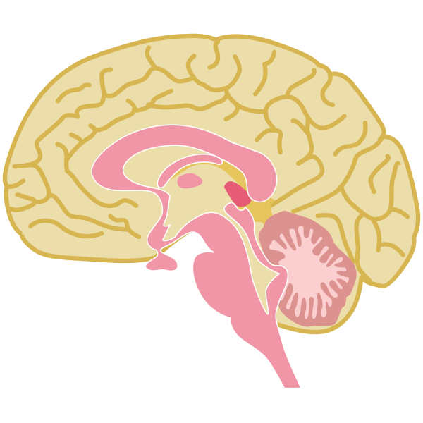 Human brain drawing