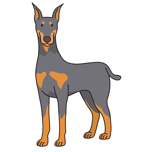 dog - Doberman