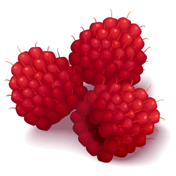 Raspberries vector illustration