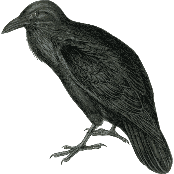 Vector image of dark colored raven in monotone