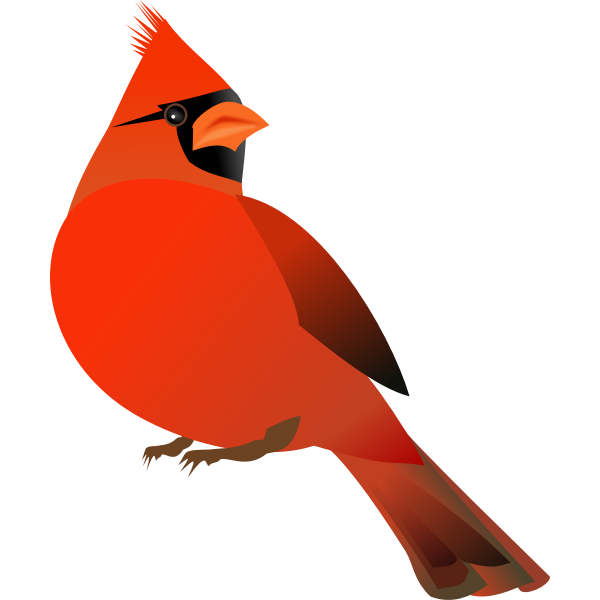 Red cardinal