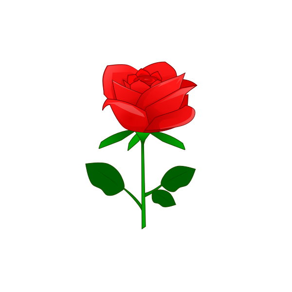 Red rose