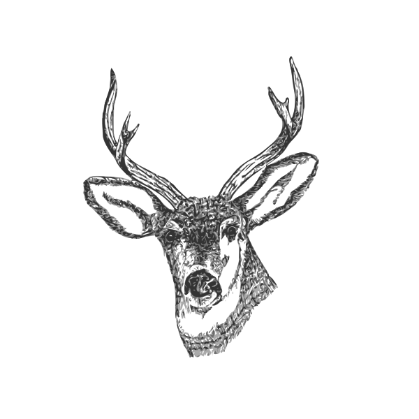 Deer head with horns vector image