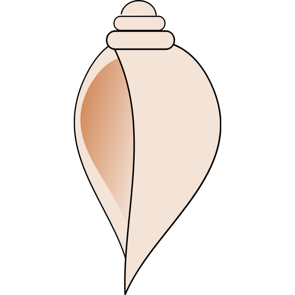 Sea shell