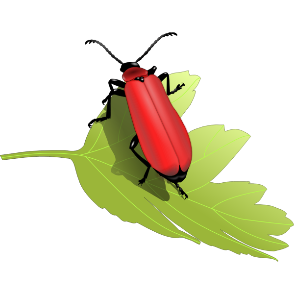 Cardinal beetle