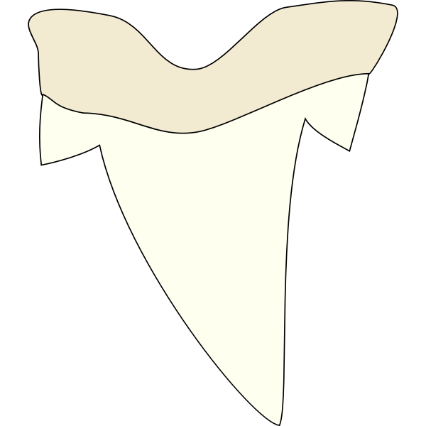 shark tooth