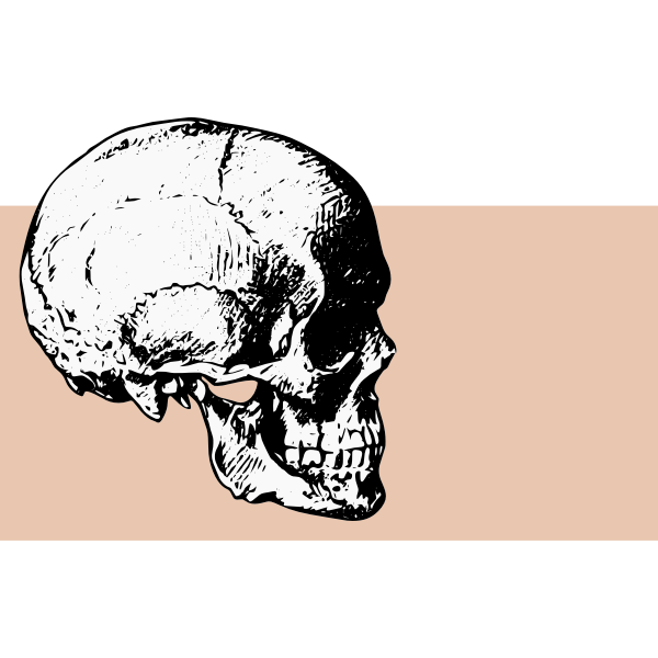 Side view skull