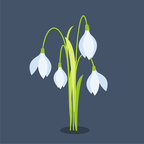 Snowdrop flower plant