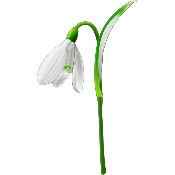 Snowdrop (Galanthus nivalis)