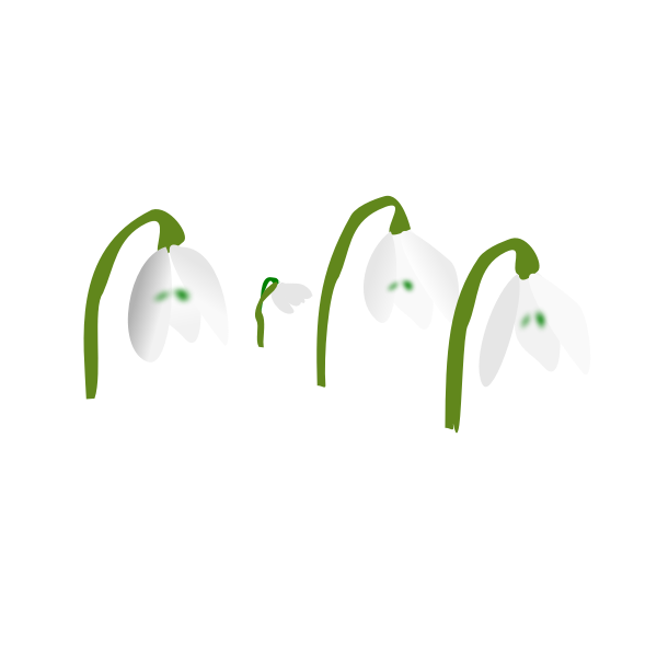 snowdrops