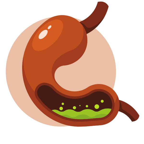 Stomach intestines
