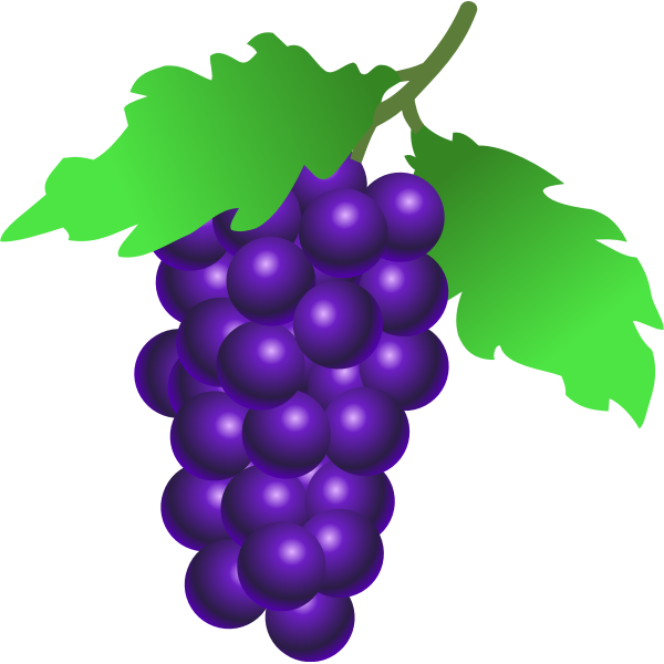 Vestor illustration of ripe grapes