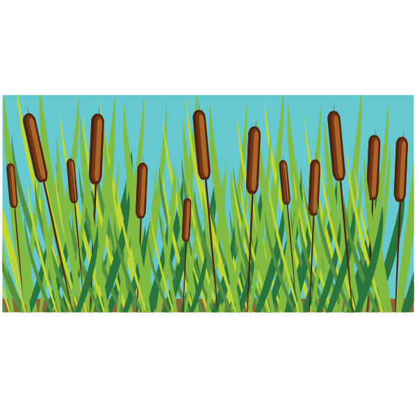 Swamp vegetation