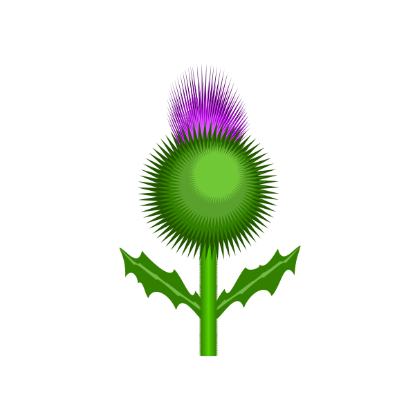 Scottish thistle