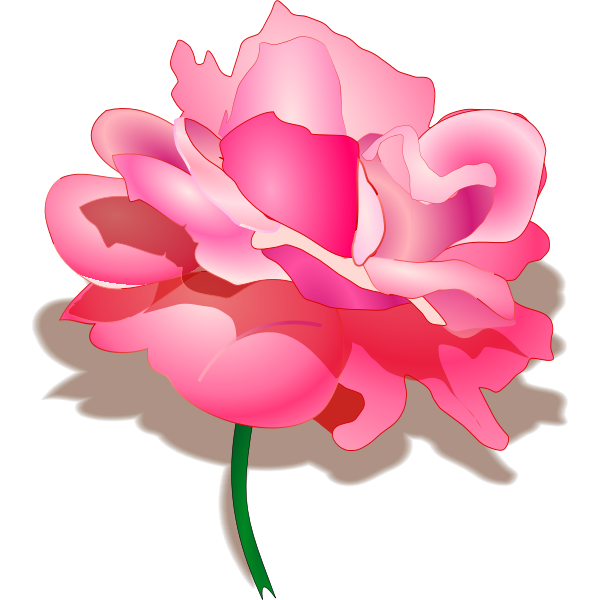 Rose vector graphics