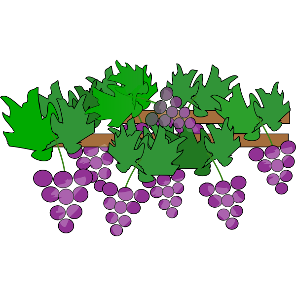 Grapes growing