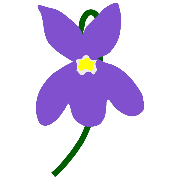 Viola