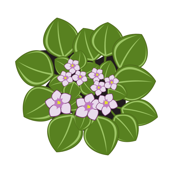 African violets with leaves vector clip art