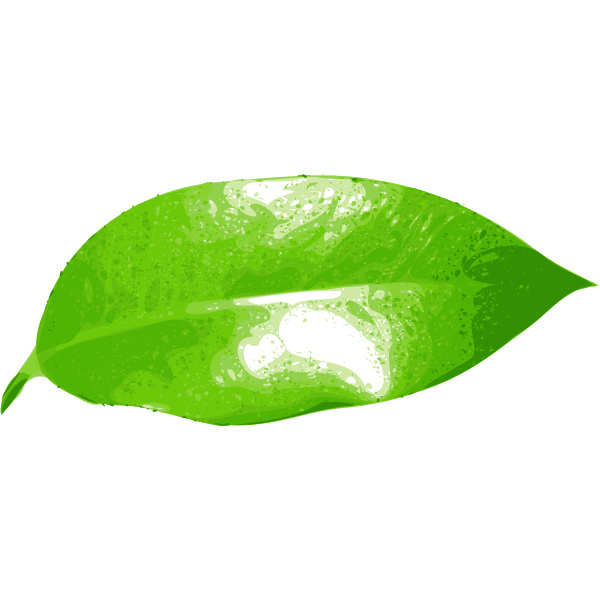 ficus leaf