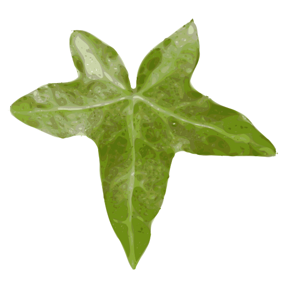 Hedera helix vector image