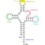 Transfer RNA 2